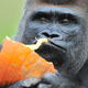 Image for article titled Koko Was a Real One